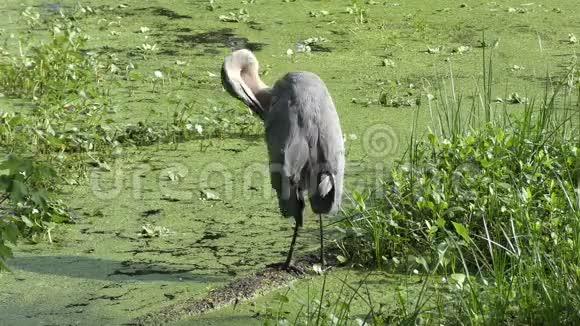 大蓝鹭在沼泽视频的预览图
