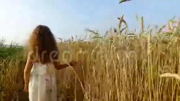 一个小女孩沿着麦田移动女孩的手触到麦穗小麦变黄了视频的预览图