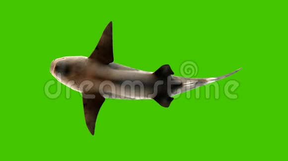 鲨鱼在水下游泳底景带有绿色屏幕的三维动画视频的预览图