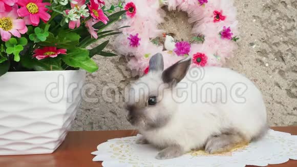 春天花环附近的复活节兔子小矮兔坐在花旁视频的预览图
