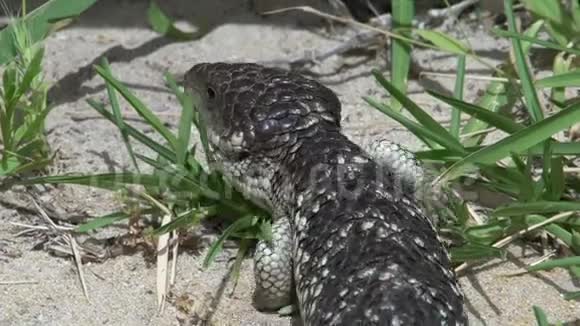 从西澳大利亚州的一只瘦长蜥蜴身上靠近视频的预览图
