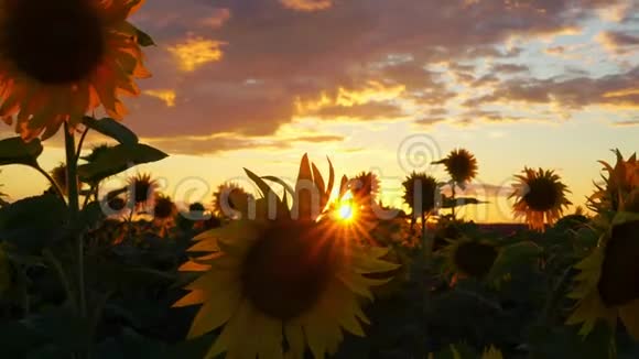 太阳天空和向日葵美丽的日落覆盖着一片盛开的向日葵光线优美使它们的路变得柔和视频的预览图