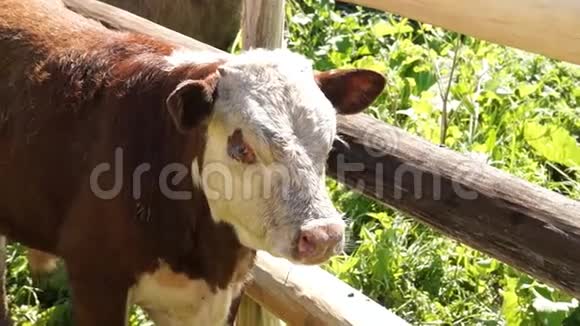 小牛俄罗斯牛牛棚里的小牛视频的预览图