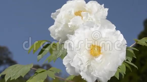 白树牡丹花视频的预览图