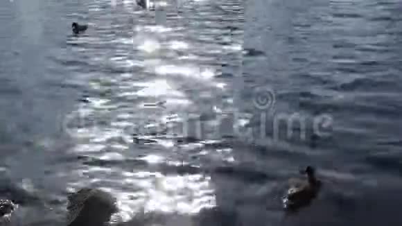 海鸥在池塘里游泳鸭子在阳光下游泳视频的预览图