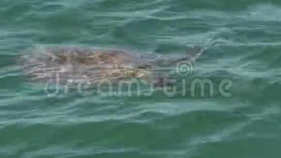 猴子米娅鲨鱼湾国家公园水面呼吸空气的海龟视频的预览图