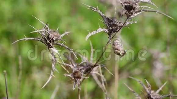 在自然界干燥的蓟上工作的巢视频的预览图