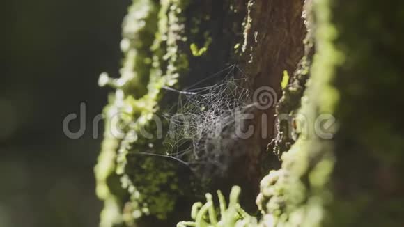 树枝上的蜘蛛网和太阳反射蜘蛛的网络树树干带苔和太阳的树皮网视频的预览图