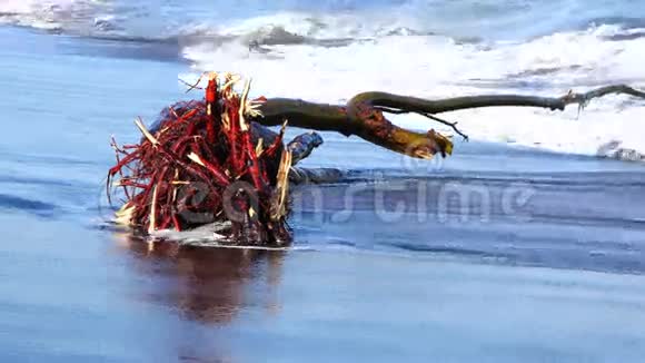 一棵红根的树在黑沙滩上洗海水视频的预览图