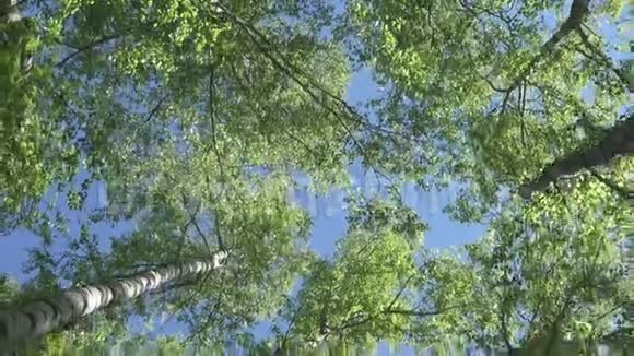 在晴天的蓝天背景下桦木的底部景色视频的预览图