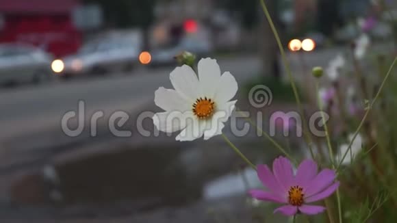 小镇街道上的宇宙之花视频的预览图