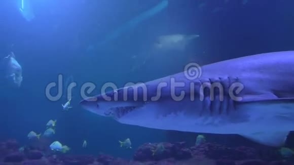 水族馆玻璃后面的鲨鱼视频的预览图