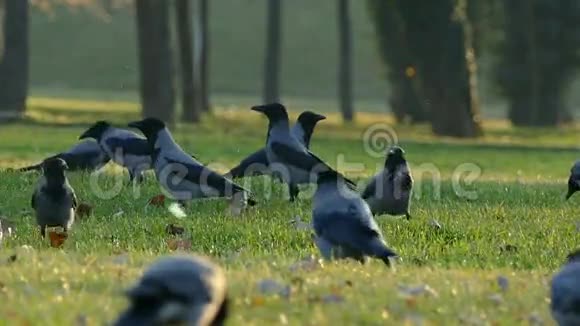 乌鸦在草地上晒太阳视频的预览图