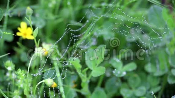 绿色植被背景上带有露珠的蜘蛛网视频的预览图