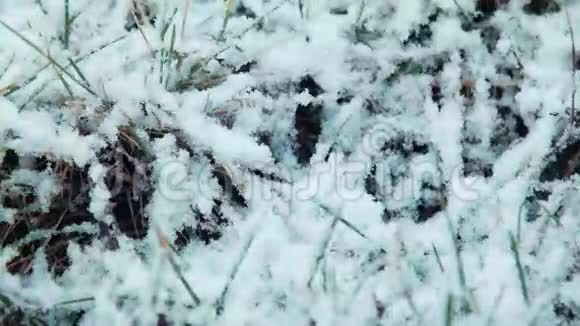 第一场雪落在草地上视频的预览图