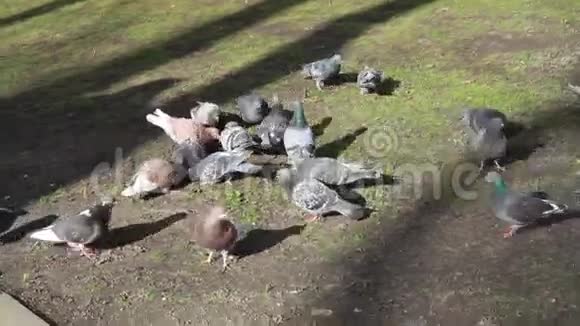 公园里的鸽子视频的预览图