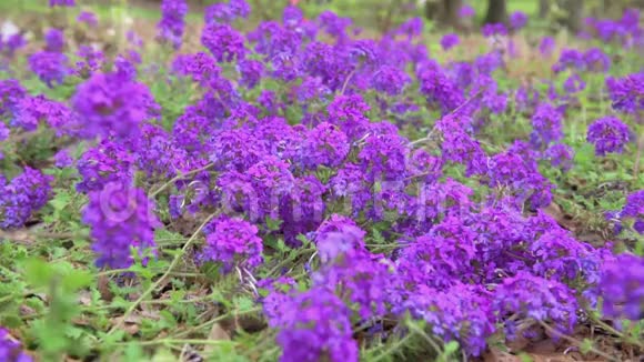 花园里盛开的蓝色花朵马鞭草x杂交种紫马鞭草同居地加那德兰花视频的预览图
