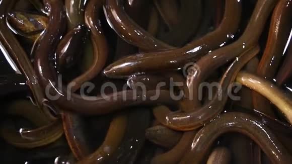 泰国清迈市场上的鳗鱼视频的预览图
