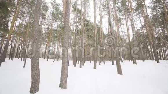 冬季森林降雪时镜头在白雪覆盖的树木之间移动视频的预览图