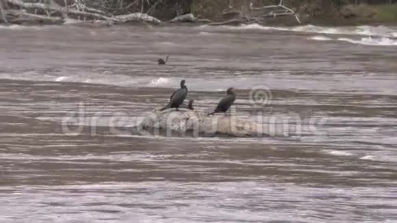 佐治亚州查塔霍切河科莫兰鸟在水中的岩石上晒太阳视频的预览图
