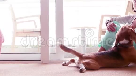 一个年轻的女人在家里和她的小猎犬玩耍同时在地板上发冷视频的预览图