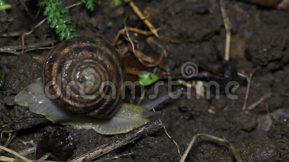 花园里的蜗牛消失在水槽里感觉到危险视频的预览图