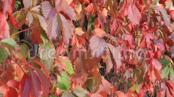在日落时用红绿常春藤叶子围拢美丽的秋篱傍晚阳光明媚视频的预览图