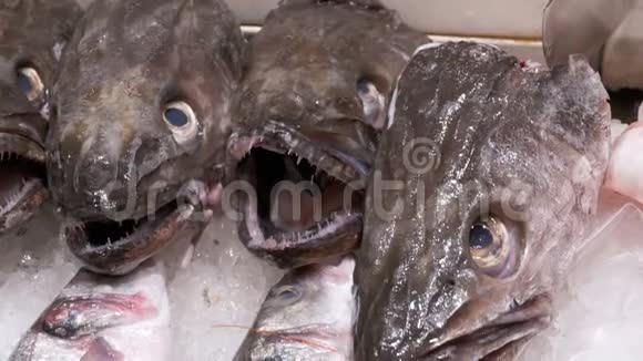 一家鱼店柜台上冰盖上张开嘴的鲜食鱼视频的预览图