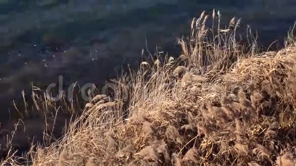 冬天的杂草视频的预览图
