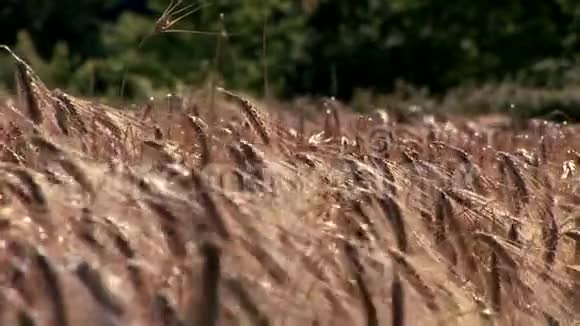 微风吹拂着小麦视频的预览图