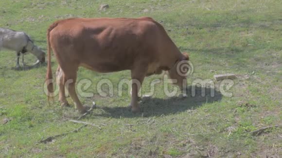牧场上的奶牛和山羊保姆4K的电影院视频的预览图