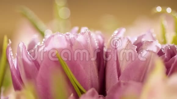 水溅在一束美丽的郁金香上浅粉色郁金香花开在黑色背景上A视频的预览图