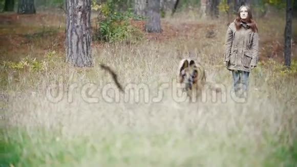 年轻的女人和她的宠物德国牧羊犬在秋天的森林里散步慢动作的狗在为棍子跑视频的预览图