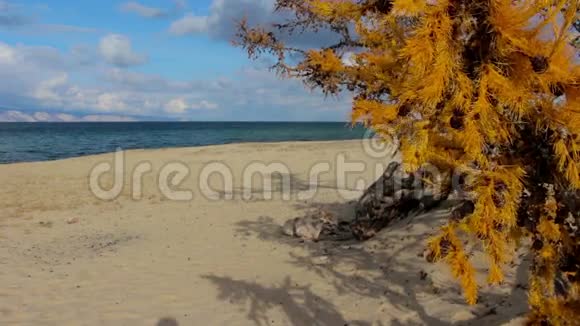 秋天贝加尔湖的沙滩黄色落叶松美丽的风景视频的预览图