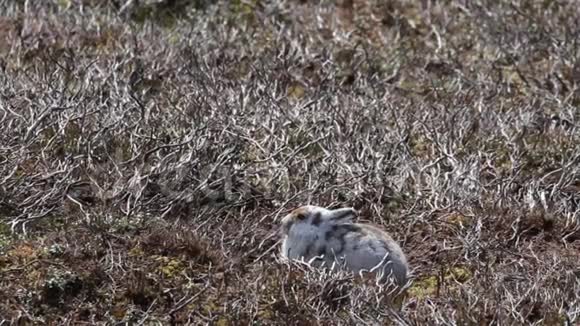 山野兔莱珀斯胆小春天的外套莫尔特对石楠坐着跑在山上的凯恩斯国家公园视频的预览图
