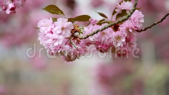 春树樱季视频的预览图