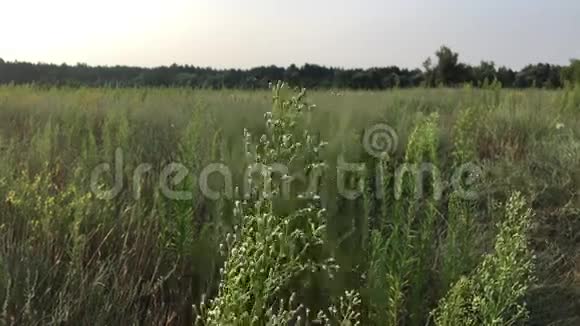 草原绿野乌克兰视频的预览图