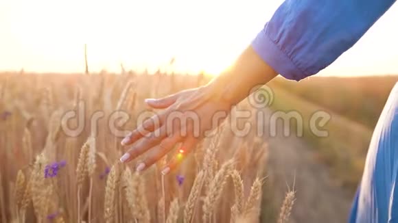 雌性的手在夕阳下触摸田野上的小麦慢动作视频的预览图