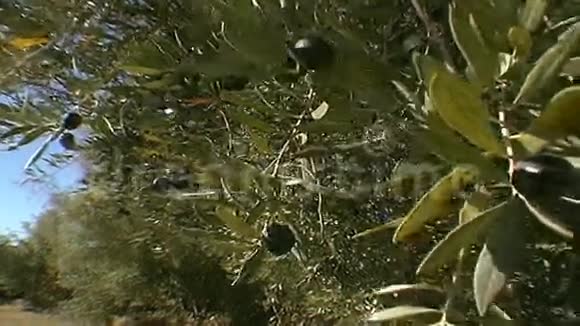 橄榄树和蓝天视频的预览图