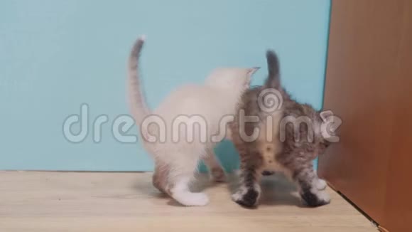 两只小猫在玩打架互相追跑可爱搞笑视频慢动作视频小猫宠物的概念视频的预览图