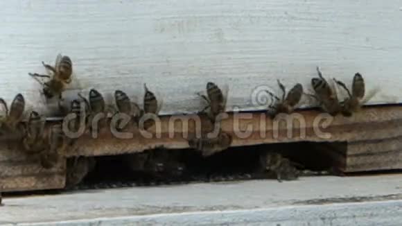蜜蜂聚集在加勒比海蜂巢的入口处视频的预览图