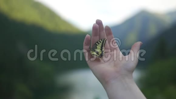 张开的雌性手握着黄色的蝴蝶视频的预览图
