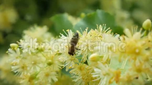 在花园里阳光明媚的日子里在盛开的林登花上的蜜蜂视频的预览图