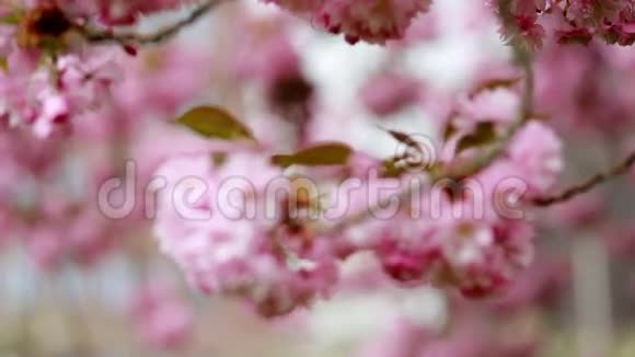 春树樱季视频的预览图