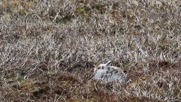 山野兔莱珀斯胆小春天的外套莫尔特对石楠坐着跑在山上的凯恩斯国家公园视频的预览图