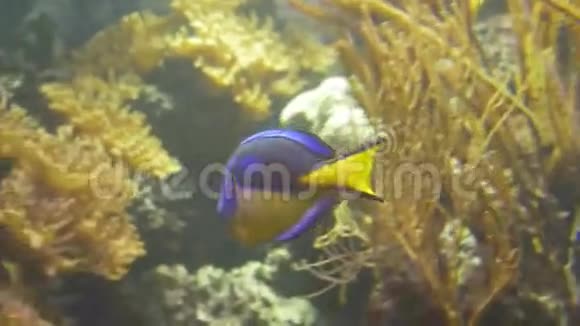珊瑚礁Surgeonfish视频的预览图