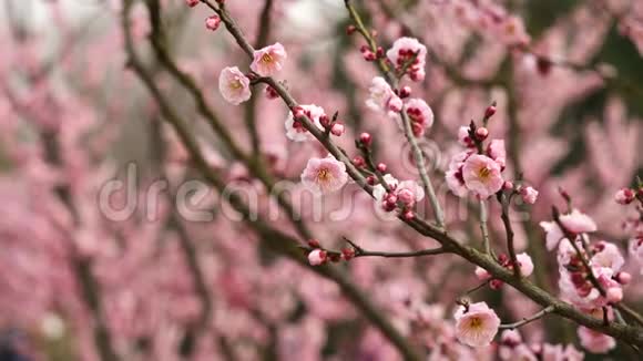 春天的花朵系列粉红色的梅花在微风中绽放放大视频近距离观看4K电影慢动作视频的预览图