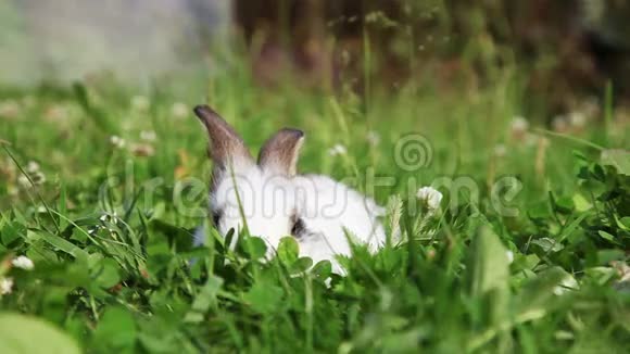 草地上的白兔子视频的预览图