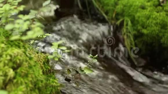 森林溪流的清澈清澈的连续水流视频的预览图
