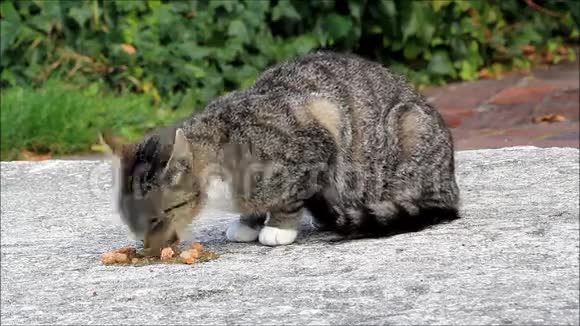 禁忌猫吃湿食物视频的预览图